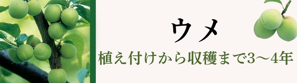 ウメ