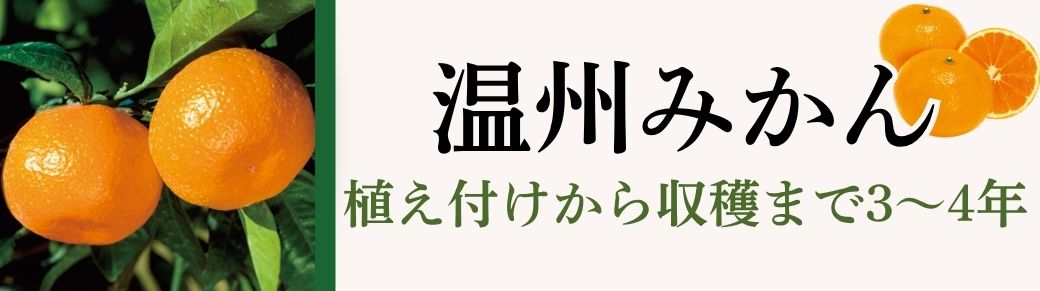 温州みかん