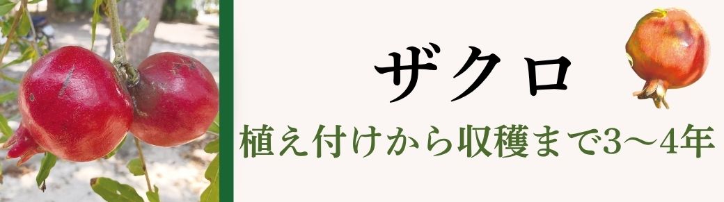 ザクロ