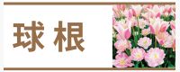 球根