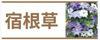 宿根