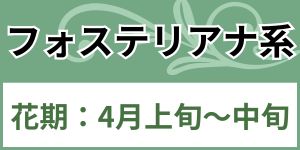 フォステリアナ系