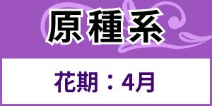 原種系