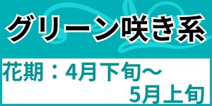 グリーン咲き