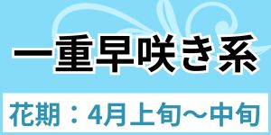 一重早咲き
