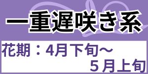 一重遅咲き