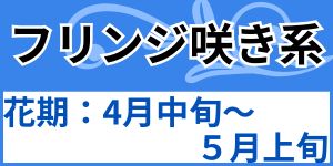 フリンジ咲き