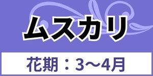 ムスカリ