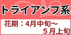 トライアンフ系