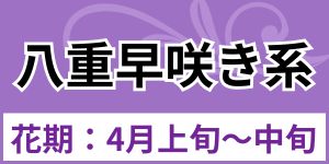 八重早咲き