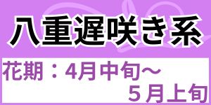 八重遅咲き