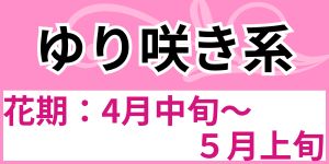 ゆり咲き