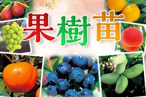 果樹苗
