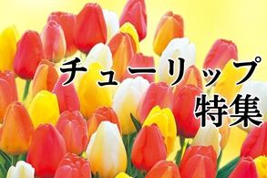 チューリップ＆ムスカリ特集
