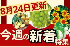 新着特集