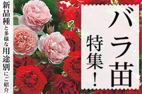 バラ