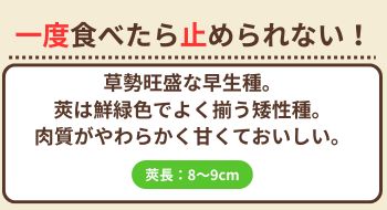 シャンパーニュ