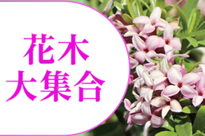 花木大集合