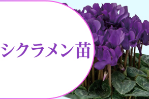 シクラメン