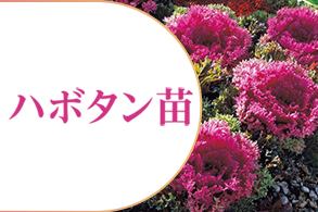 葉牡丹