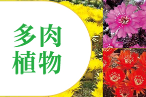 多肉植物