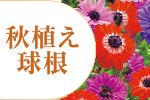 秋植え球根