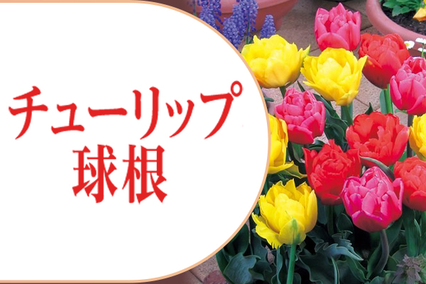 チューリップ球根