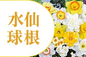 すいせん球根