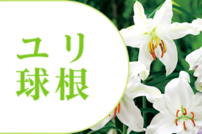 ゆり球根