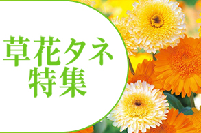 草花タネ特集