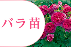バラ苗