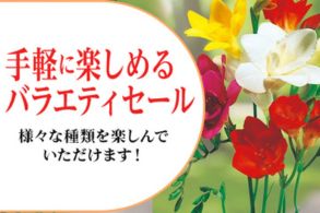 バラエティ