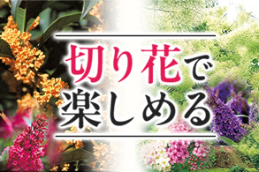 切り花特集
