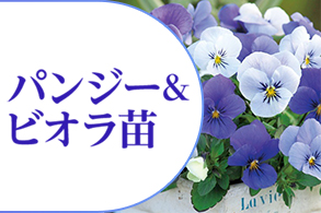 パンジービオラ苗