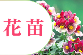 花苗