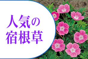 人気の宿根草