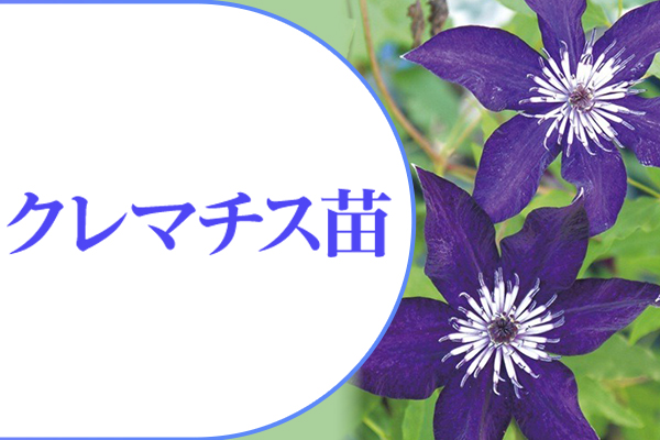 クレマチス