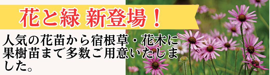 【花と緑】新登場