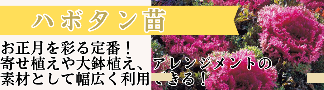 ハボタン苗 