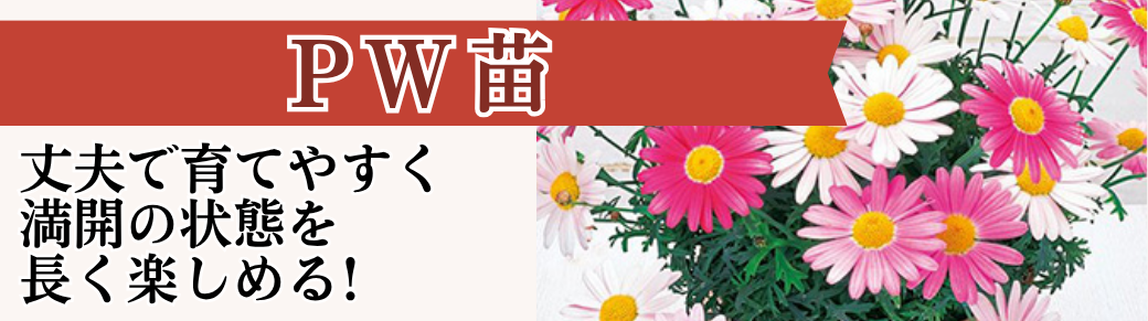 PW苗 