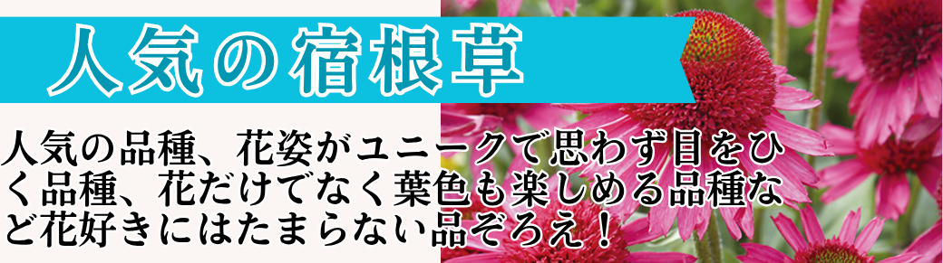 人気の宿根草
