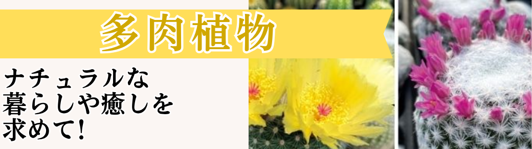 多肉植物