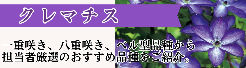 クレマチス苗