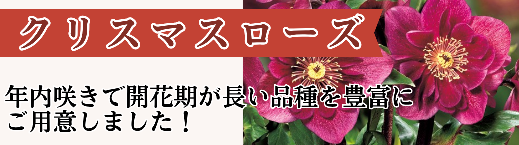 クリスマスローズ苗