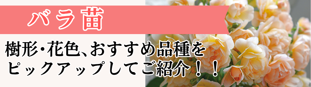 バラ苗