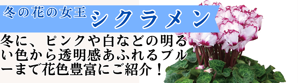 シクラメン苗