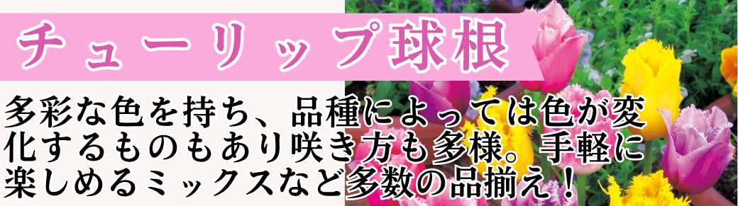 チューリップ球根