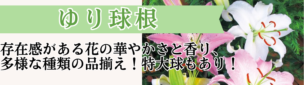 ユリ球根