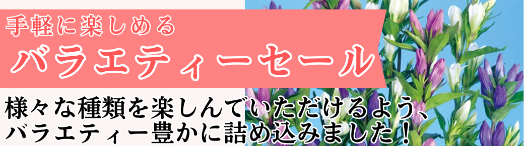 手軽に楽しめるバラエティセール 