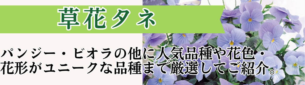 草花タネ特集